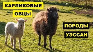 Разведение овец карликовой породы как бизнес идея | Овцеводство | Карликовые овцы уэссан