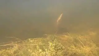 Утренний беспредел. Подводная охота на Балхаше.