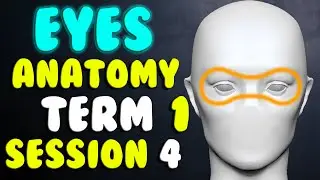 Game Character 👁️ Eyes Anatomy 👀 Term 1 Session 4
