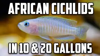 African Cichlids in a 10 Gallon Tank?!