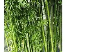 Бамбук фаргезия юннаньская (bamboo fargesia yunnanensis)