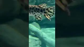 Gar fish at Cincinnati zoo