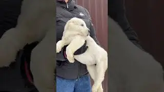 Алабай щенок питомник #таежныйталисман #алабай #алабаи #щенкиалабая #сао #питомникалабаев