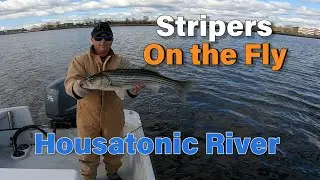 Striped Bass on the Estaz & Bunny Fly - Housatonic River CT