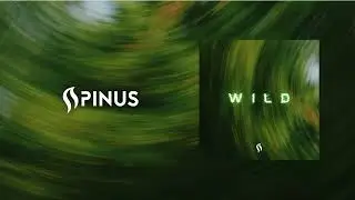 Spinus - WILD