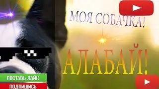 МОЯ Собака!