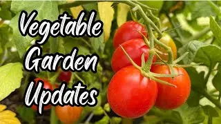 Raised Vegetable Garden Update and tour
