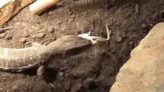 Savannah Monitor Eating
