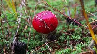 Amanita Muscaria