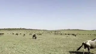 Kenya, masai mara - كينيا - محميه ماساي مارا