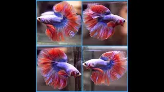 Betta Fish FLAMINGO PINK Blue Dragon ROSETAIL Halfmoon Male X512