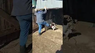 Петух нарывается. Адлерский серебристый.