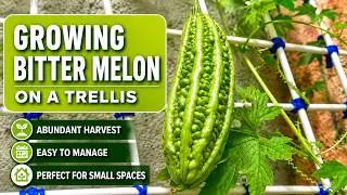 Magpabunga ng Ampalaya sa Paso | Bitter Gourd Care Guide
