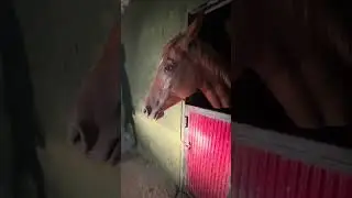 Atlarda allerjik deri reyaksiyonları #hayvancılık #horse