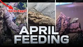 Feeding ENTIRE Reptile Room + GECKO EGGS!!