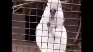 Лучшие приколы ПОПУГАИ ОКТЯБРЬ 2017
