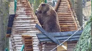 Как медведь разбирает избушку?  / The bear disassembles the hut