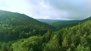 Ormanlık Alan 4K Drone Çekimi
