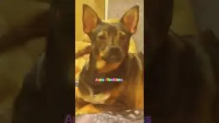 OH DOD Tenjiro love edit @ProGamerPleyer #tenjiro #doglover #dog #pets #dogshorts