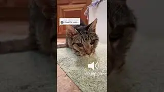 #kittypets #cat #catlover #kitten #cute #ourcat #kittycat #pets #petlover #oldcat #seniorcat