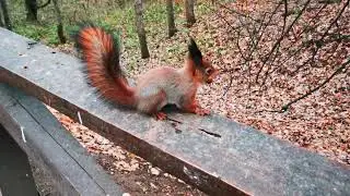 Белки в парке. Кормление белочек. забавное видео с белкой.