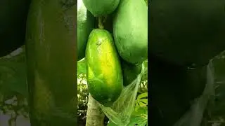 DILAW NA