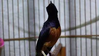 Murai batu