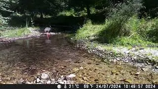Una rara Cicogna Nera