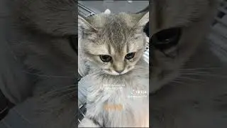 bu kedi gerçekten ölmüş mü¿