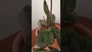 paph. Delenatii. Теперь у меня в коллекции все три вида)))