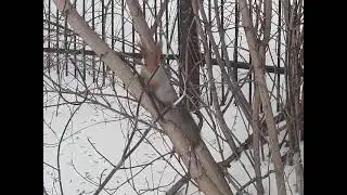 Красавица белка ,белочка в январе