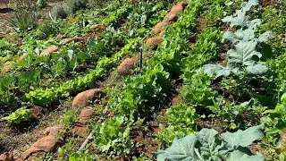 How to grow vegetables organically