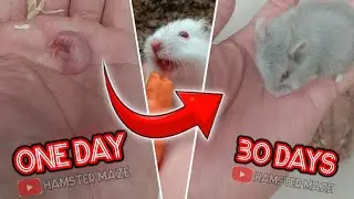 growing up baby hamsters 1 - 30 days