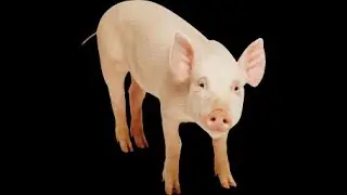 Хух, апелляция прошла успешно