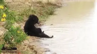Sloth Bear having a Bath | Yala National Park, Sri Lanka
