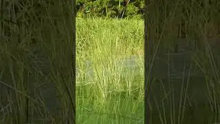 РЫБАЛКА на ПОПЛАВОК🧜‍♂️