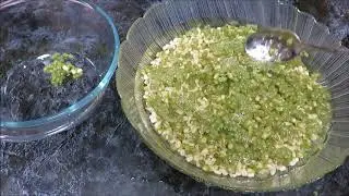 🍅🍗🍲🍴как  прорастить фасоль маш🍅🍗🍲🍴канал Aliexpress Страна чудес