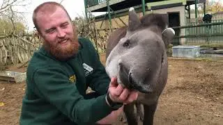 ZOO2U LIVE: Brazilian Tapirs