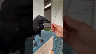 #animal #crow #raven #birds #воронгоша #nature #aboutbirds #animals #wildlife