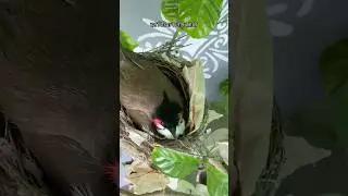 What is the name of this bird? | #birds #pets #animals #shortsfeed #shorts