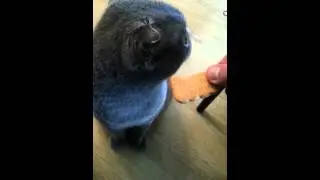 супер кот