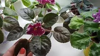 Violets and heat! What can happen to violets in summer?