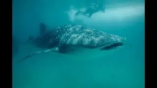Liquid Life