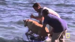 Tahoe SUP featured on Dog Whisperer episode