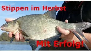 Stippen im Herbst mit Hindernissen. Erfolgreich zum Fisch!