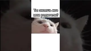 БЕЛЫЙ КОТ КАЧАЕТ ГОЛОВОЙ ПОД МУЗЫКУ // МЕМЫ 