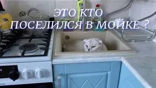 Это кто поселился в мойке ?