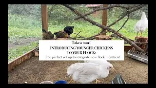 Chicken Run Tour: The SAFE AND FASTEST way to integrate younger chickens with your flock!