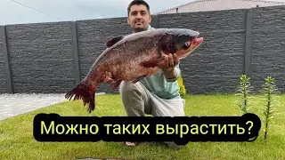 How the silver carp grew in 2 years. A pond at the dacha. Silver carp.