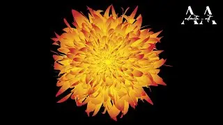 Illustrator Beautiful Flower Design very easy way